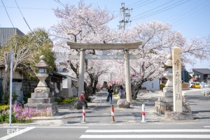 参道の入り口からは鳥居と桜が映える