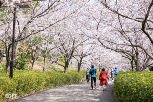 桜の屋根をくぐる 於大公園の坂道