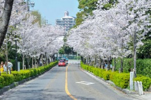 公園に向かう坂道を彩る桜