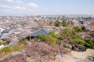 展望台からみた桜の景色