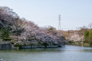 池沿いに咲き並ぶ桜の木